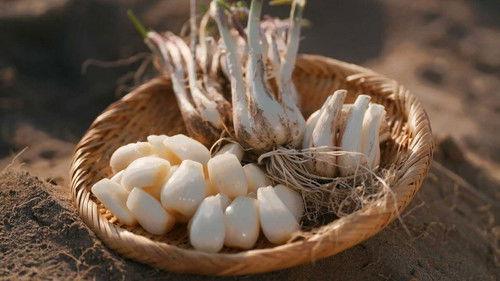 Trails to Oishii Tokyo Season 6 Episode 12 - RAKKYO