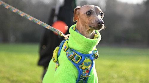Crufts Season 16 Episode 7 - 2026 Day 3 - Part 2