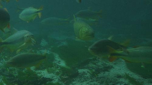 Brazil Untamed Season 2 Episode 5 - Episode 5