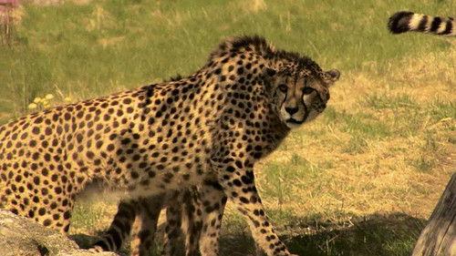 Dyrepasserne Season 6 Episode 2 - Episode 2