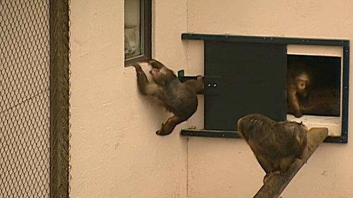 Monkey Business Season 5 Episode 12 - Episode 12