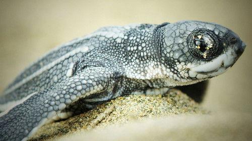 Natural World Season 37 Episode 1 - Puerto Rico: Island of Enchantment