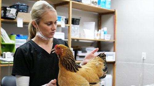 Heartland Docs, DVM Season 4 Episode 7 - Chicken: Impossible