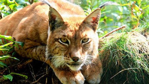 Natural World Season 28 Episode 15 - Iron Curtain: Ribbon of Life