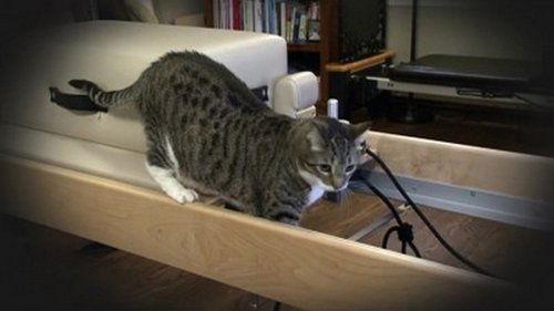 My Cat from Hell Season 2 Episode 1 - Terrorizing My Clients