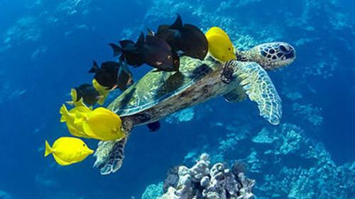 South Pacific Season 1 Episode 3 - Endless Blue