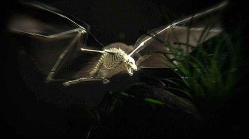 Nature Season 28 Episode 10 - Moment of Impact: Jungle