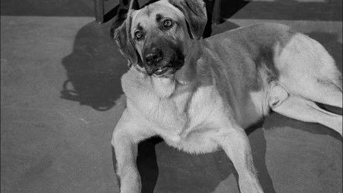 Perry Mason Season 6 Episode 20 - The Case of the Golden Oranges