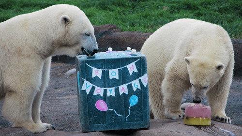 Secrets of the Zoo Season 2 Episode 6 - Polar Bear Palooza