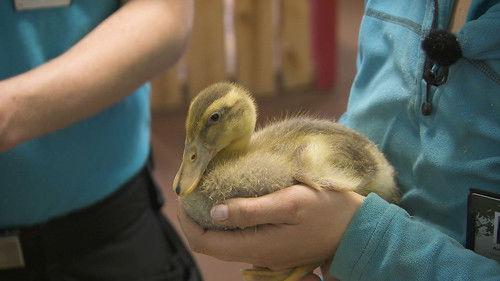 Dyrepasserne Season 9 Episode 2 - Episode 2