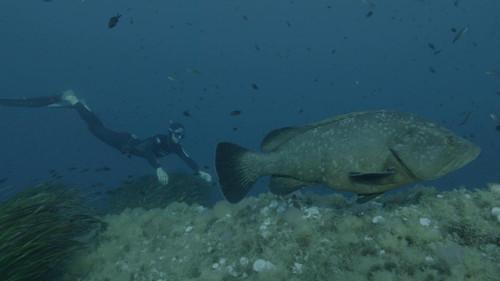 Sur le front Season 1 Episode 1 - Oceans