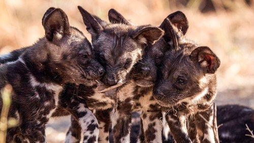 Serengeti Season 1 Episode 3 - Invasion