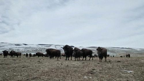 Mountain Men Season 11 Episode 10 - Winds of Winter