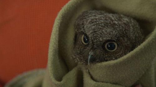 Alaska Animal Rescue Season 2 Episode 6 - You're Owl I Need
