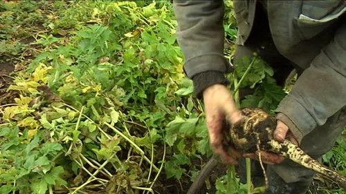 Frank & Kastaniegaarden Season 1 Episode 7 - Episode 7