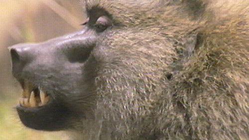 Nature Season 18 Episode 8 - Inside the Animal Mind Part Two: Do Animals Have Emotions?