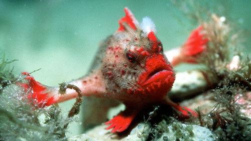 The Blue Planet Season 1 Episode 5 - Seasonal Seas