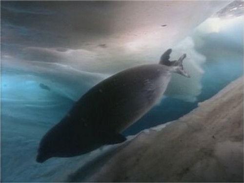 Life in the Freezer Season 1 Episode 5 - The Big Freeze