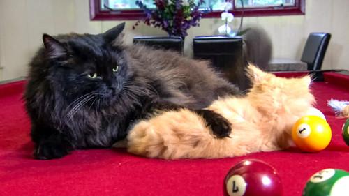 Too Cute Season 5 Episode 4 - Muddy Puppies