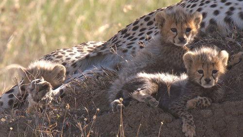 Born in Africa Season 1 Episode 2 - Dangerous Playground