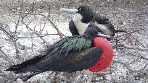 Nature Season 12 Episode 5 - The Nature of Sex: a Time and a Place