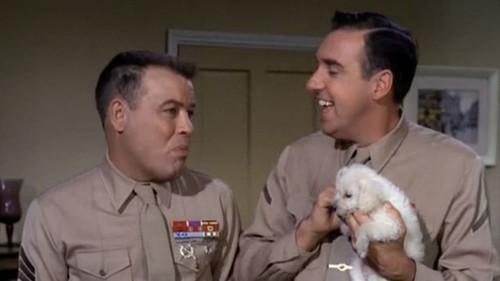 Gomer Pyle, U.S.M.C. Season 3 Episode 11 - Cold Nose, Warm Heart