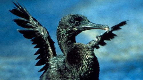 Nature Season 19 Episode 12 - Triumph of Life: The Survivors