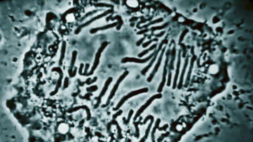 History 101 Season 1 Episode 10 - Genetics