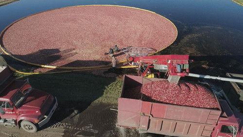 Wisconsin Foodie Season 9 Episode 7 - Honestly Cranberry