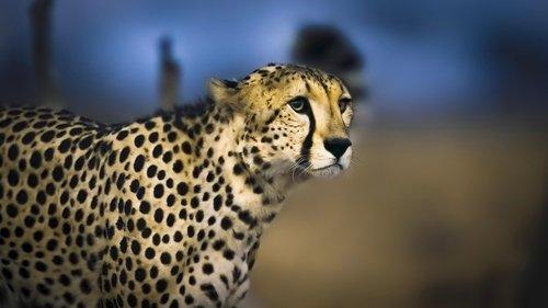 Earth at Night in Colour Season 1 Episode 6 - Cheetah Plains