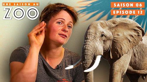 Une saison au zoo Season 6 Episode 12 - Episode 12