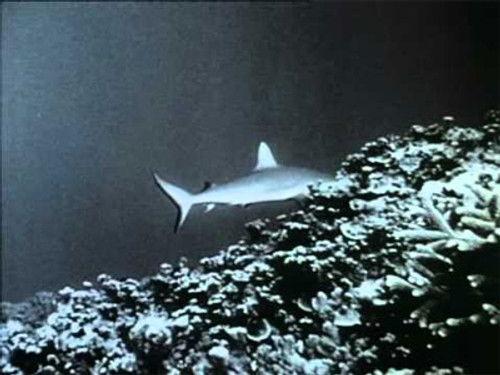 Flipper Season 2 Episode 10 - Dolphin Patrol