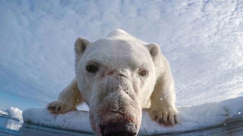 Spy in the Wild Season 2 Episode 4 - The Poles