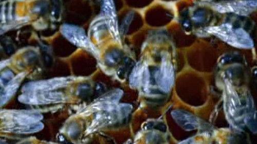 Nature Tech Season 1 Episode 3 - Energy Is the Key