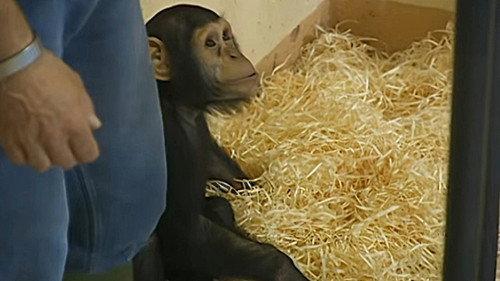 Monkey Business Season 6 Episode 7 - Episode 7