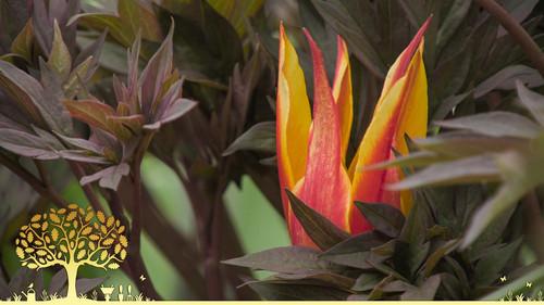 Gardeners' World Season 54 Episode 7 - Episode 7