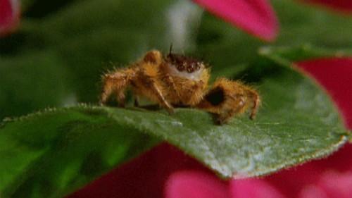 Party Animals Season 1 Episode 4 - Spooky Spider feat. Parry Gripp