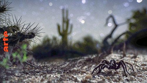 America's Wild Seasons Season 1 Episode 2 - Summer