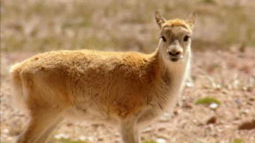 Untamed China Season 1 Episode 6 - Tibet's High Plateau