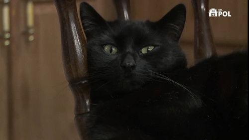 The Incredible Dr. Pol Season 21 Episode 6 - Happy Meowloween