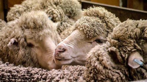 How Do They Do It? Season 11 Episode 15 - Super Steel, Wool, Kiteboards