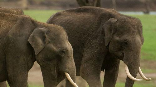 Into the Wild: India Season 1 Episode 10 - Path of the Matriarch