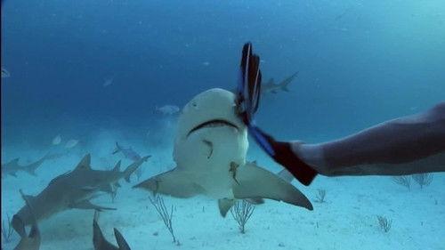 When Sharks Attack Season 2 Episode 3 - Gulf Coast Killers