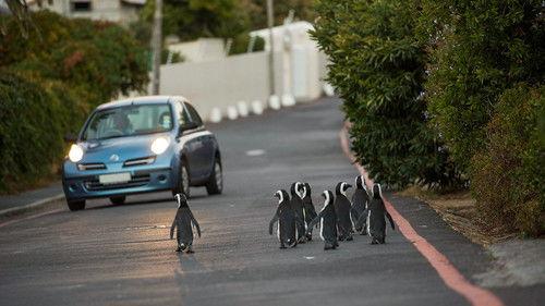 Cities: Nature's New Wild Season 1 Episode 2 - Commuters