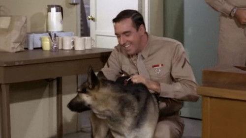 Gomer Pyle, U.S.M.C. Season 4 Episode 19 - A Dog is a Dog