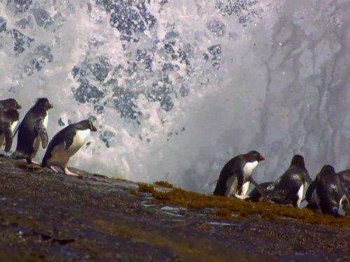 Great Migrations Season 1 Episode 3 - Science of Great Migrations