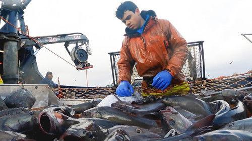 Deadliest Catch Season 19 Episode 7 - Cold Hard World