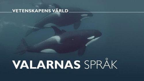 Vetenskapens värld Season 47 Episode 32 - Episode 32