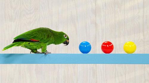 Mini Kids Season 2 Episode 5 - Episode 5