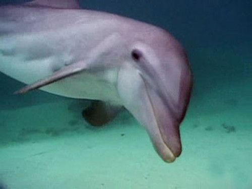 Penn & Teller: Bull! Season 6 Episode 4 - Dolphins